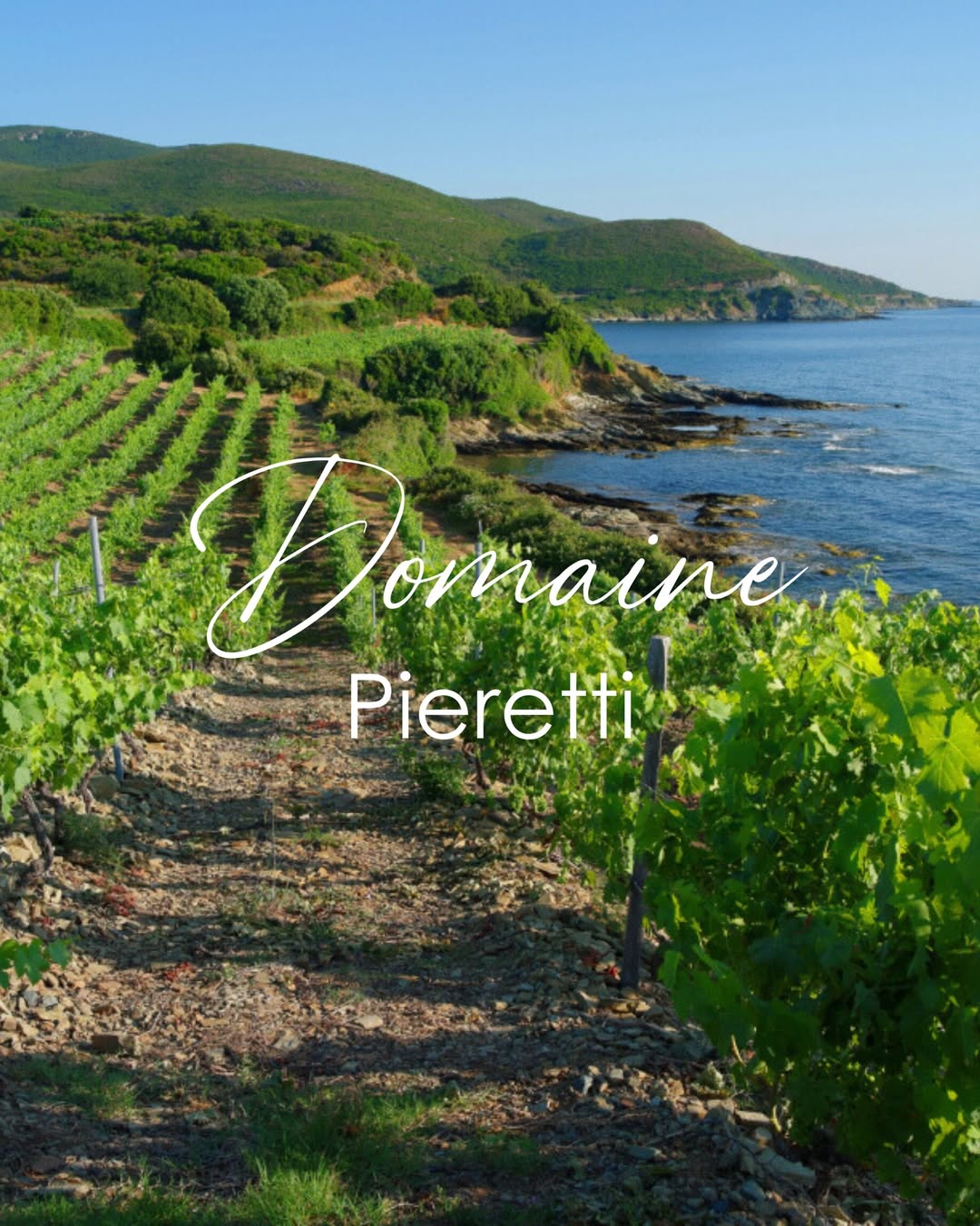 Domaine Pieretti : des vignes accrochées au bord de mer, au Cap Corse